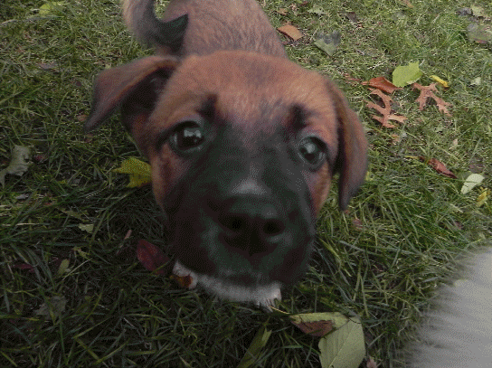 Sandy at 2-1/2 months